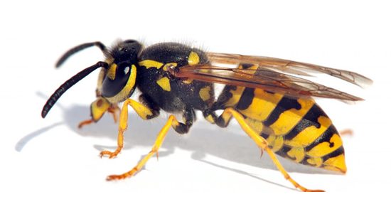 DPIRD takes sting out of wasp numbers