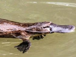 Canberrans called to count platypuses