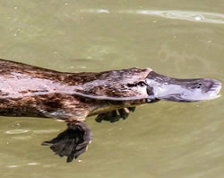 Canberrans called to count platypuses
