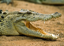 QLD crocodile program world class say experts
