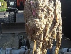 Wet wipe waste worrying SA Water