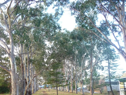 New laws to guard Canberra’s trees