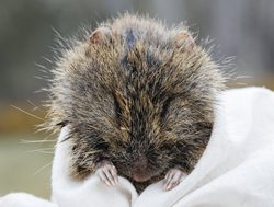 Endangered rat re-found at Wilson’s Prom