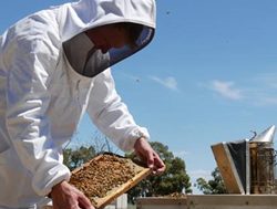 Bee mite threat prompts movement clampdown
