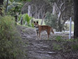 QPWS releases dingo stand-off on video