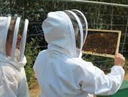 Online system boost for beekeepers