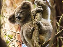 Vaccine trial for cuddly koalas
