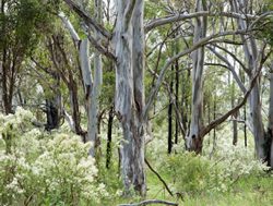 Big plan for land and Sydney koalas