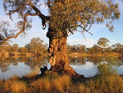 Flowing Murray a boost for vegetation