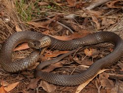 Public warned as snakes come out for sun