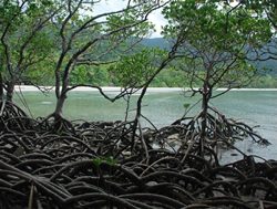 ABS finds money in the mangroves