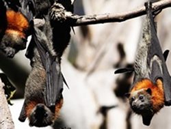 Flying-Fox deaths prompt poison reminder