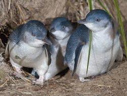 Big concerns over Little Penguins