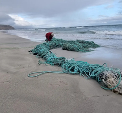 Rangers clear way for breeding sea lions