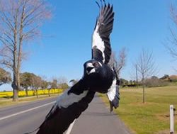 Swooping magpies: Call in the experts