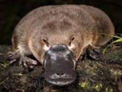 Platypus spotters called to report sightings