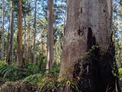 New reserves to protect south-west forests