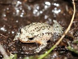 Little frog jumps up for white-belly boost