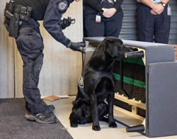 Detection dogs gather for a symposium