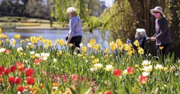 Blooming in spring as Floriade returns