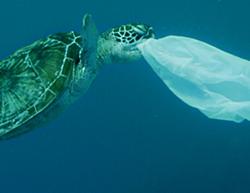 First a straw, now a fork. Turtles are choking on our plastic trash., Pollution