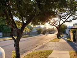 Suburbs found to need more trees