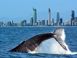 DES warns sailors: Whales have the way