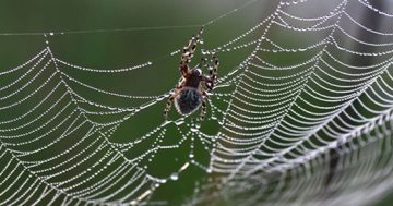Spiders caught in a web of Internet lies