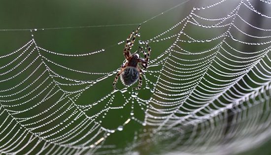 Spiders caught in a web of Internet lies