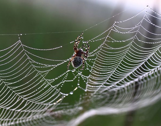 News stories have caught spiders in a web of misinformation