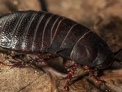 Scientists discover 100-year cockroach