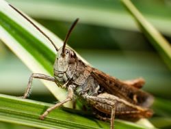 PIRSA warns farmers to look out for locusts