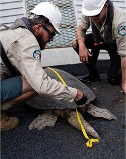 ‘Turtle rides’ in the name of science