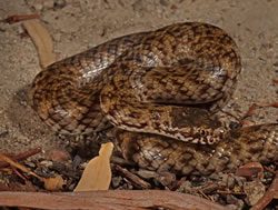 SA now home for venomous snake