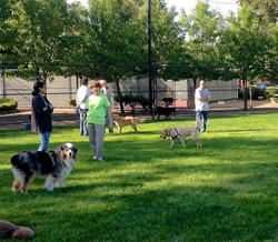 New dog parks not to be sniffed at | PS News