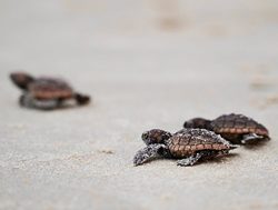 Beachgoers called to save baby turtles