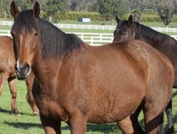 New rules to rein in horse management