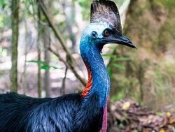 New life lease for young cassowaries