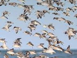 Blue carbon to attract migratory birds