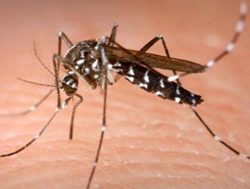 Mozzies warning in flood areas