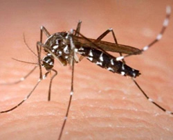 Mozzies warning in flood areas