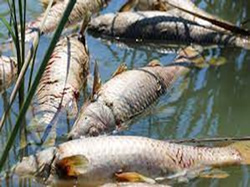 Warming up floodwater deadly for fish