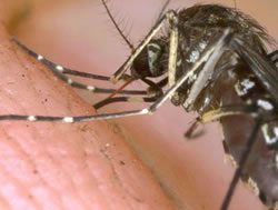 Health warns to dodge river mosquitos