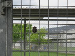 Jail review finds AMC ‘declining’