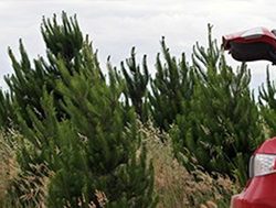 Stealing Christmas trees a costly business