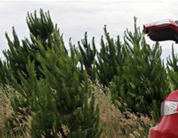 Stealing Christmas trees a costly business