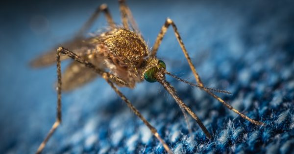 Flesh-eating Buruli ulcer could spread along NSW coast, study says