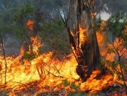 Official bushfire season on way for summer