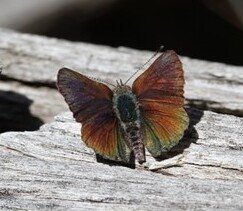 Rare butterflies making ACT home