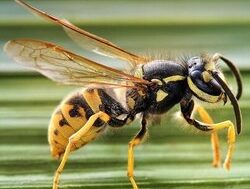 City Services taking battle to wasps